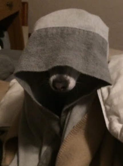 Meet your Posher, O - Picture 1 of 1